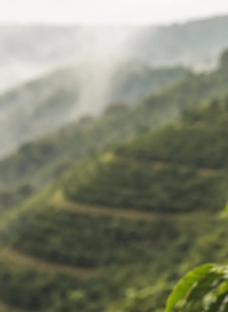 Cafetal en las montañas de Antioquia, con surcos de matas de café y niebla sobre el valle